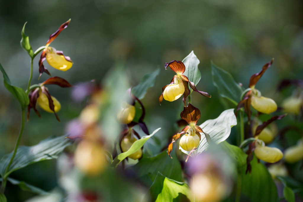 Gelber Frauenschuh, die bekannteste der heimischen Orchideen